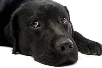 Portrait of a lovely labrador retriever