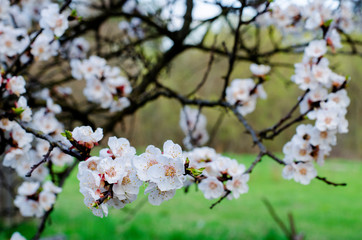 apricot flowers in spring