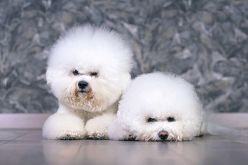 Two adorable Bichon Frise dogs with stylish haircuts (show cut) posing together lying down indoors on a laminate wooden floor