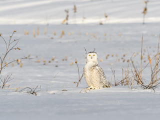Snowy Owl Female Sitting on Snow Field in Winter 