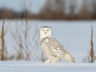 Snowy Owl Female Sitting on Snow Field in Winter 