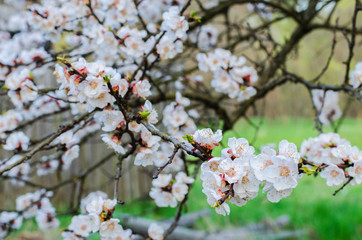 apricot flowers in spring