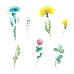 memories of spring. Watercolor set of flowers: clover, dandelion and field ivy