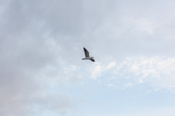 Seagull in the sky in cloudy weather against a cloudy sky