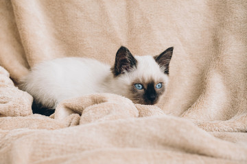 Siamese white kitten on fur background