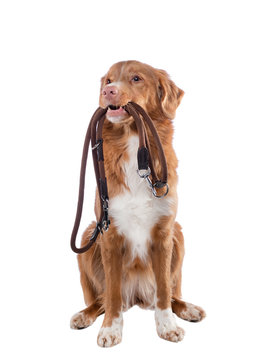 The Dog Holds A Leash In His Teeth. Nova Scotia Duck Tolling Retriever On A White Background