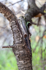 Naklejka premium The branch of the tree is broken and sick.