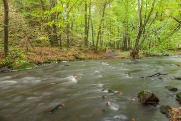 slow stream in the green forest during summer in Sweden. selective focus, long exposure.