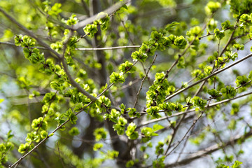 Young flowering tree. Spring flowering.