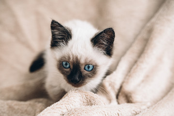 Siamese white kitten on fur background