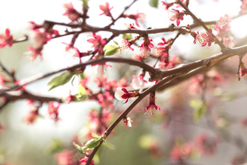 Fototapeta na wymiar Pink spring flowers on a tree. Spring flowering.