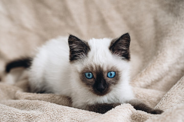 Siamese white kitten on fur background