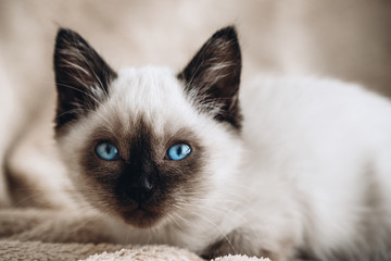 Fototapeta premium Siamese white kitten on fur background