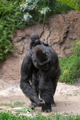 Mother Gorilla with her newborn riding piggyback