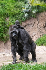 Mother Gorilla with her newborn riding piggyback
