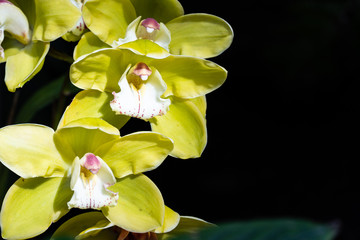 Yellow Cymbidium orchids, commonly known as boat orchids