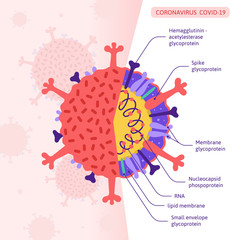 Structure of the coronavirus CoVID-19 at the molecular level. Vector illustration in flat style
