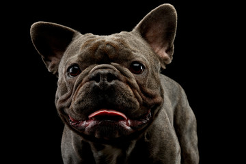 Portrait of an adorable french bulldog