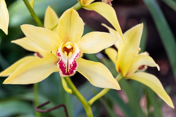 Yellow Cymbidium orchids, commonly known as boat orchids