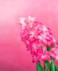 delicate pink hyacinth on a pink background. Place for text or congratulations