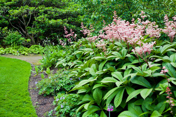 Rodgersia aesculifolia flowering plant blooming star-shaped pink flowers in summer.