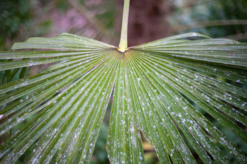 Natural texture of a palm leaf. Natural background green plant. A simple minimalistic palm shot.