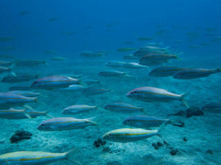Naklejka premium School of Tropical Fish Swim Over Sandy Ocean Floor