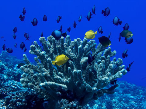Yellow Tropical Fish and Antler Coral in Blue Water