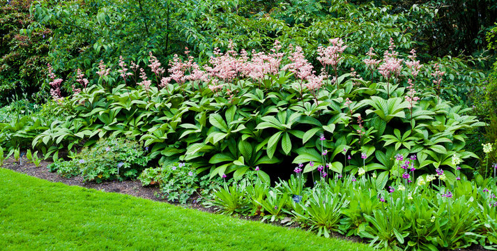 Rodgersia aesculifolia flowering plant blooming star-shaped pink flowers in summer.