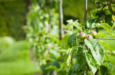 Young apples on the branch in the orchard.