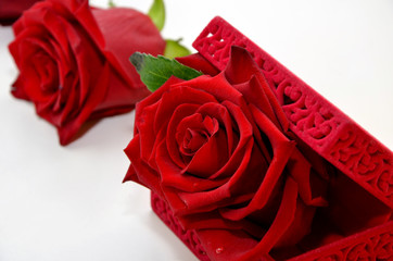  red roses on a white background