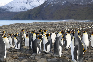 Obraz premium King Penguins in Gold Harbour, South Georgia