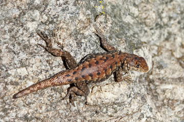 Reptil lagarto de parede (Tropidurus), calango, catenga, largatixa