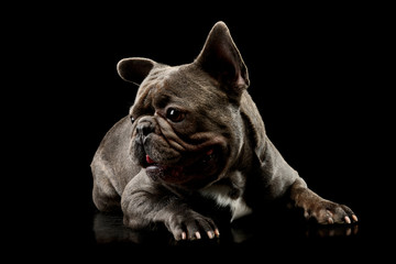 Obraz premium Studio shot of an adorable french bulldog
