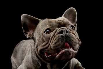 Portrait of an adorable french bulldog