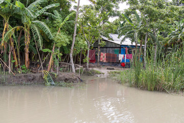 Fototapeta na wymiar Rural house in the lush green backwaters of Barisal, Bangladesh