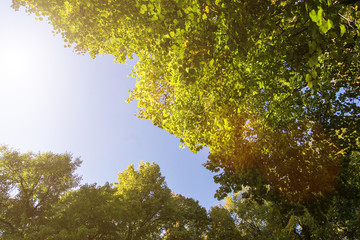 Fototapeta premium Bottom view of the green crown of trees. Background for design.