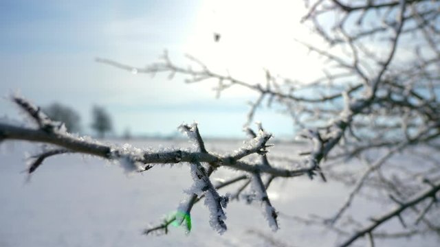 Close-up Ice Covered Hoarfrosted Tree Branches. Rime Ice Crystals Snowflakes. Macro Frozen Nature. Bright Snowy Sunny Day. Winter Holidays Season