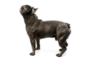 Studio shot of an adorable french bulldog
