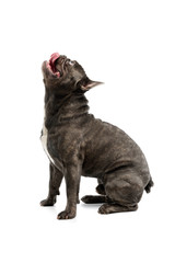 Studio shot of an adorable french bulldog