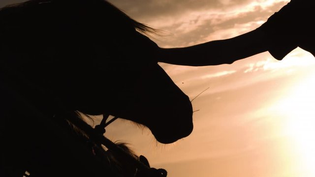 A slow motion silhouette shot of a hand reaching to pet a horse 