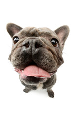 Obraz premium Studio shot of an adorable french bulldog