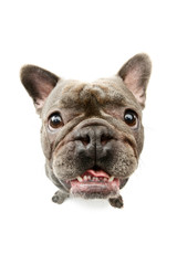 Studio shot of an adorable french bulldog