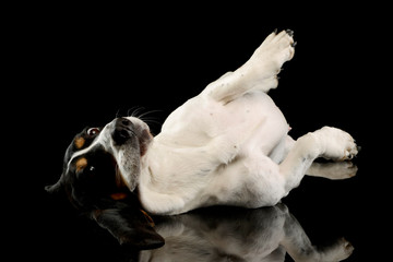 Studio shot of an adorable Basset hound