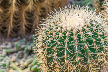 cactus close up for ilustration or background