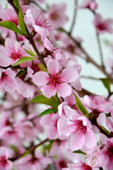 beautiful pink flowers in garden  flowering almond branch 