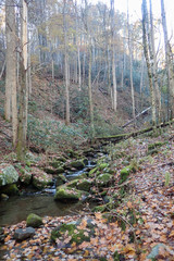 Small stream in the Smokies
