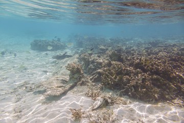 Beautiful underwater view during snorkeling. Maldives, Indian Ocean. Beautiful nature background.