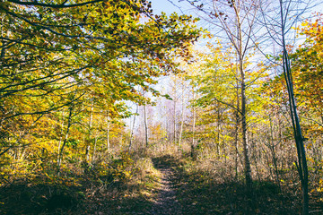 Fototapeta premium Swedish westcoast forest in fall