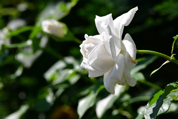 Weiße Rose
